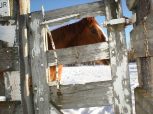 Stockyard-Cafe-34